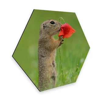 Hexagon - Alu-Dibond Dick van Duijn - Eekhoorn met Klaproos 