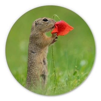 Alu-Dibond - Dick van Duijn - Eekhoorn met Klaproos - rond 