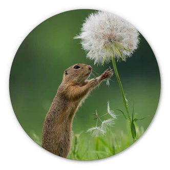 Alu-Dibond - Dick van Duijn - Eekhoorn met Paardenbloem - rond 