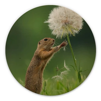 Hout rond - Dick van Duijn - Eekhoorn met Paardenbloem Hout rond - Dick van Duijn - Eekhoorn met Paardenbloem