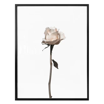 Poster White Rose 