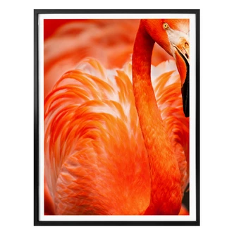 Poster Flamingo 