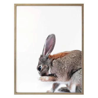 Premiumaffisch - Lepus Premiumaffisch - Lepus