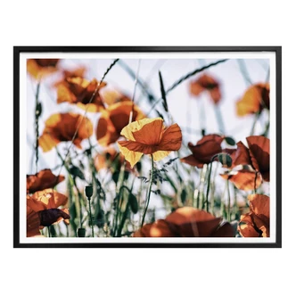 Poster Mohnblumen auf dem Feld 