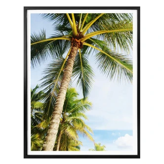 Poster - Palmtrees 07 