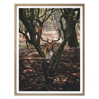 Poster Pauze in het bos 