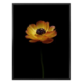 Poster - Gele Ranonkel 