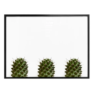 Plakat - Mine små kaktusser Plakat - Mine små kaktusser