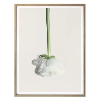 Poster Ranonkel 02 
