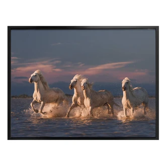 Poster Rostovskiy - Angels of Camargue 