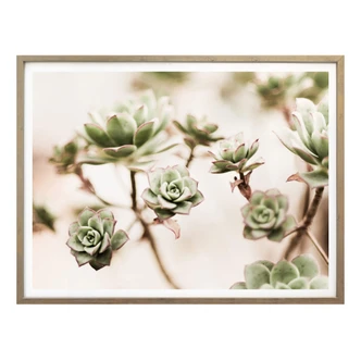 Poster Succulenten 