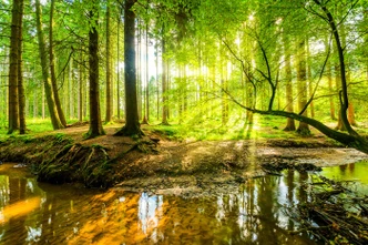 Poster Spring Forrest 91,5x61 cm 