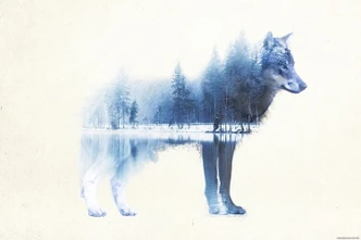 Poster Forest Wolf 91,5x61 cm 