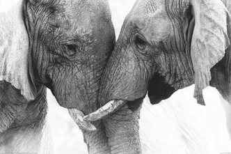 Poster Elephant - Touch, affiche (120 x 80 cm) 