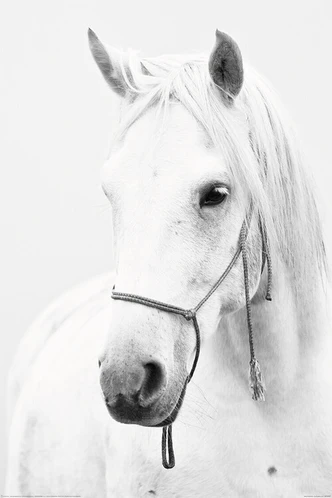 Poster Horse - White Horse, affiche (80 x 120 cm) 