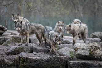 Poster Wolf - Grey Wolves, affiche (120 x 80 cm) 