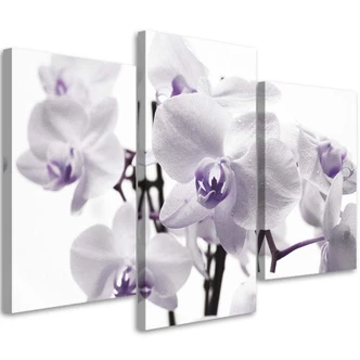 Leinwandbild 3-teilig, Orchideenblüte Lila 