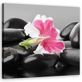 Leinwandbild, Rosa Blume auf Zen Stones 