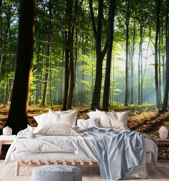 Fototapete, Wald Baume Sonne Natur Landschaft 