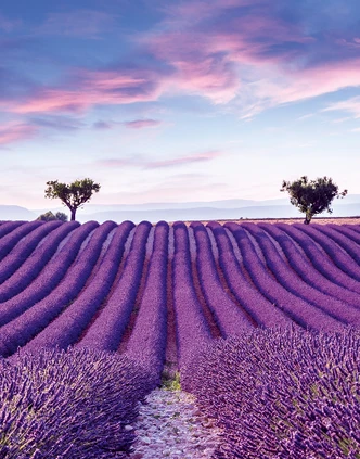 Wall Mural Landscape, Fields Graphic nature matt in purple for living room 2,70 x 2,12m 