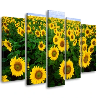 Leinwandbild 5 teilig, Sonnenblumen Wiese 