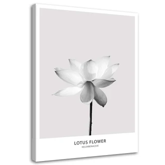 Leinwandbild, Weiße Lotosblume 