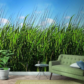 Fototapete mit Gras und blauem Himmel Grün, Blau ,Floral 2,70 x 1,59 m 