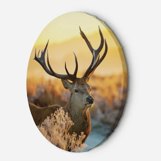 Rond canvas foto hert bij zonsondergang 