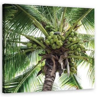 Leinwandbild, Kokusnuss-Palme 