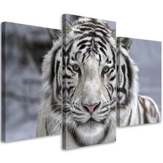 Leinwandbild 3-teilig, Tiger Wild Tier Schwarz Weiß 
