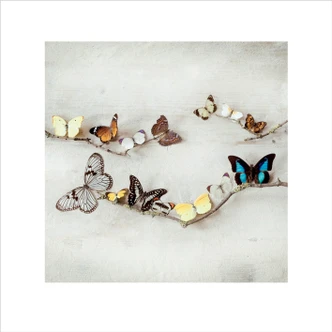 Poster Ian Winstanley - Array of Butterflies art print (40 x 40 cm) 