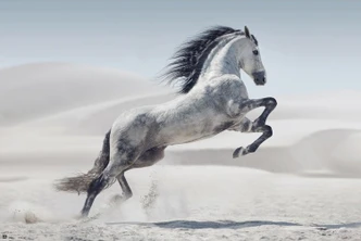 Poster Pferd - Andaluz 91,5x61 cm Poster Pferd - Andaluz 91,5x61 cm