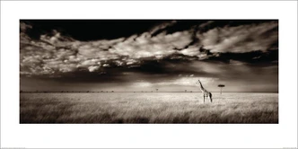 Poster Ian Cumming - Masai Mara Giraffe art print (100 x 50 cm) 