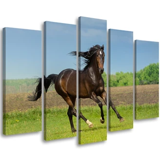Leinwandbild 5 teilig, Pferd Galoppierende Wiese Leinwandbild 5 teilig, Pferd Galoppierende Wiese