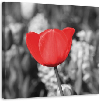 Leinwandbild, Rote Tulpe auf einer Wiese 