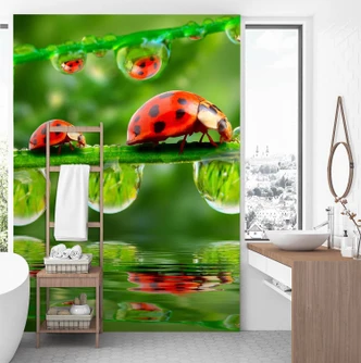 Fototapete, Marienkäfer auf Zweigen Fototapete, Marienkäfer auf Zweigen