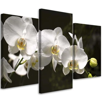 Leinwandbild 3-teilig, Orchideen Blumen Natur Weiß 