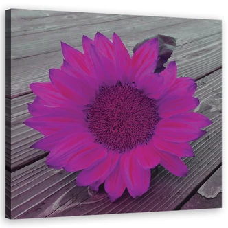 Leinwandbild, Rosa Sonnenblume 