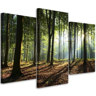 Leinwandbild 3-teilig, Wald Bäume Sonnenstrahlen 