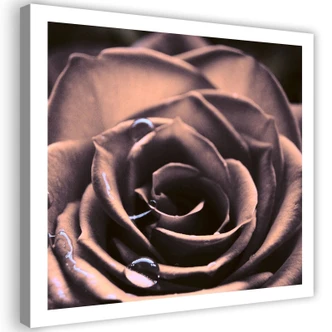 Leinwandbild, Wassertropfen auf einer Rose 
