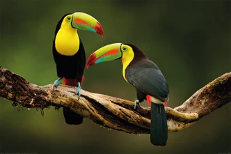 Poster The Birds - Toucan 91,5x61 cm 