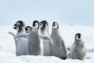 Poster Die Pinguine - Family 91,5x61 cm 