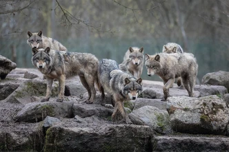 Poster Wolves - Grey Wolf 91,5x61 cm 