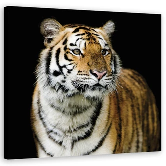 Tableau sur toile, Tigre Nature Sauvage 