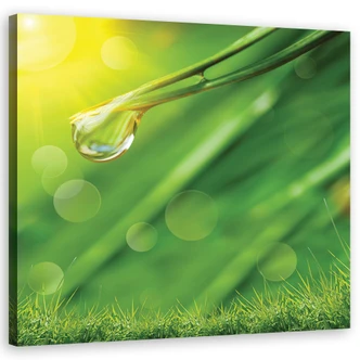 Leinwandbild, Tau auf dem Gras 