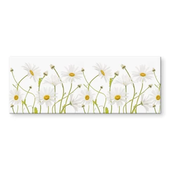 Acrylglas Disher - Ox eye Daisies - Panorama 