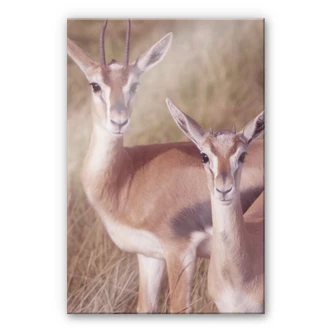 Tableau en verre acrylique - Antilopes 
