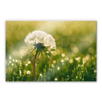 Acrylglas – After Rain 