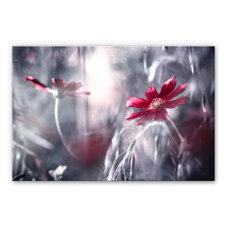 Plexiglas Bravin - Flower Dance Plexiglas Bravin - Flower Dance