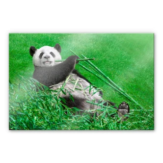 Tableau en verre acrylique Ben Heine - Panda heureux 
